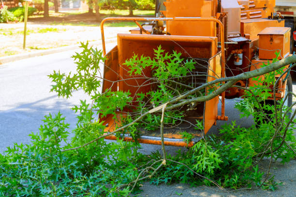 Best Tree Disease Treatment  in West Milwaukee, WI