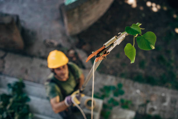 How Our Tree Care Process Works  in  West Milwaukee, WI