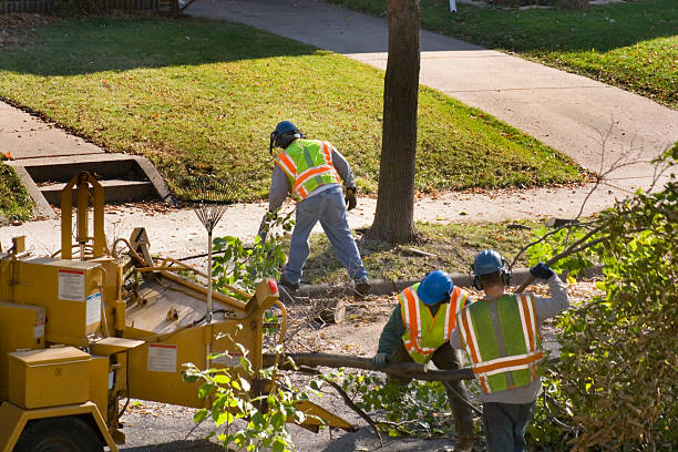 Best Tree Health Inspection  in West Milwaukee, WI
