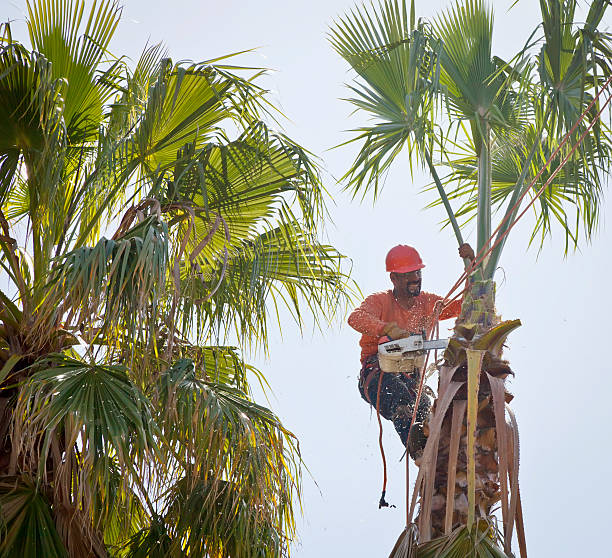 Best Tree and Shrub Care  in West Milwaukee, WI