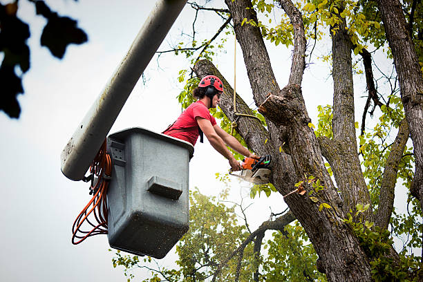 West Milwaukee, WI Tree Services Company